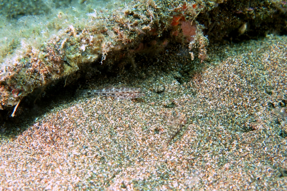 Istigobius decoratus