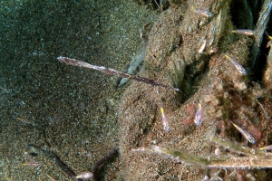 Solenostomus cyanopterus, Ostorhinchus sp.