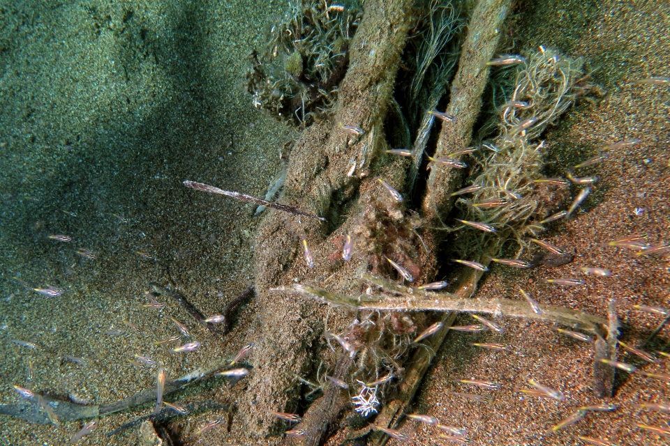 Solenostomus cyanopterus, Ostorhinchus sp.