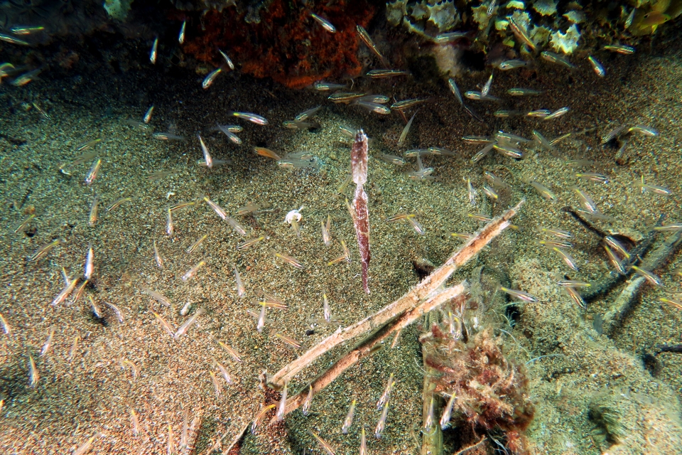 Solenostomus cyanopterus, Ostorhinchus sp.