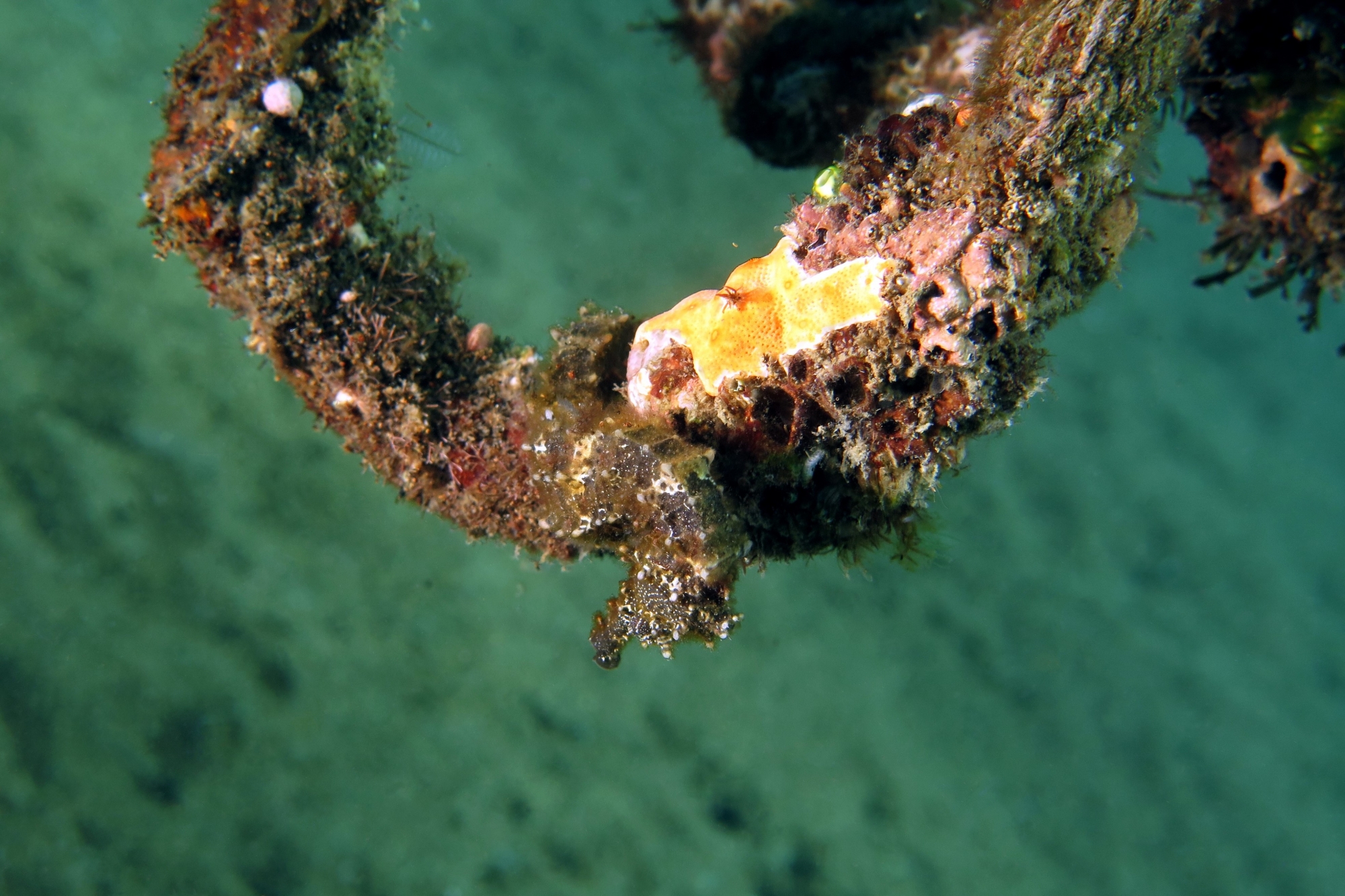 Hippocampus kuda