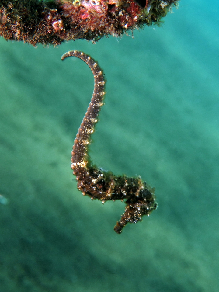 Hippocampus kuda