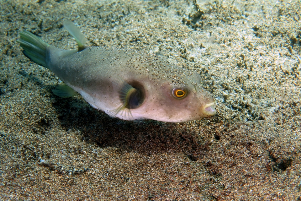 Arothron immaculatus