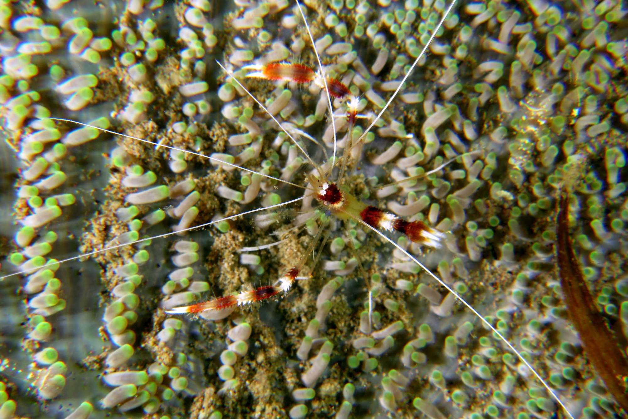 Stenopus hispidus, Stichodactyla mertensii