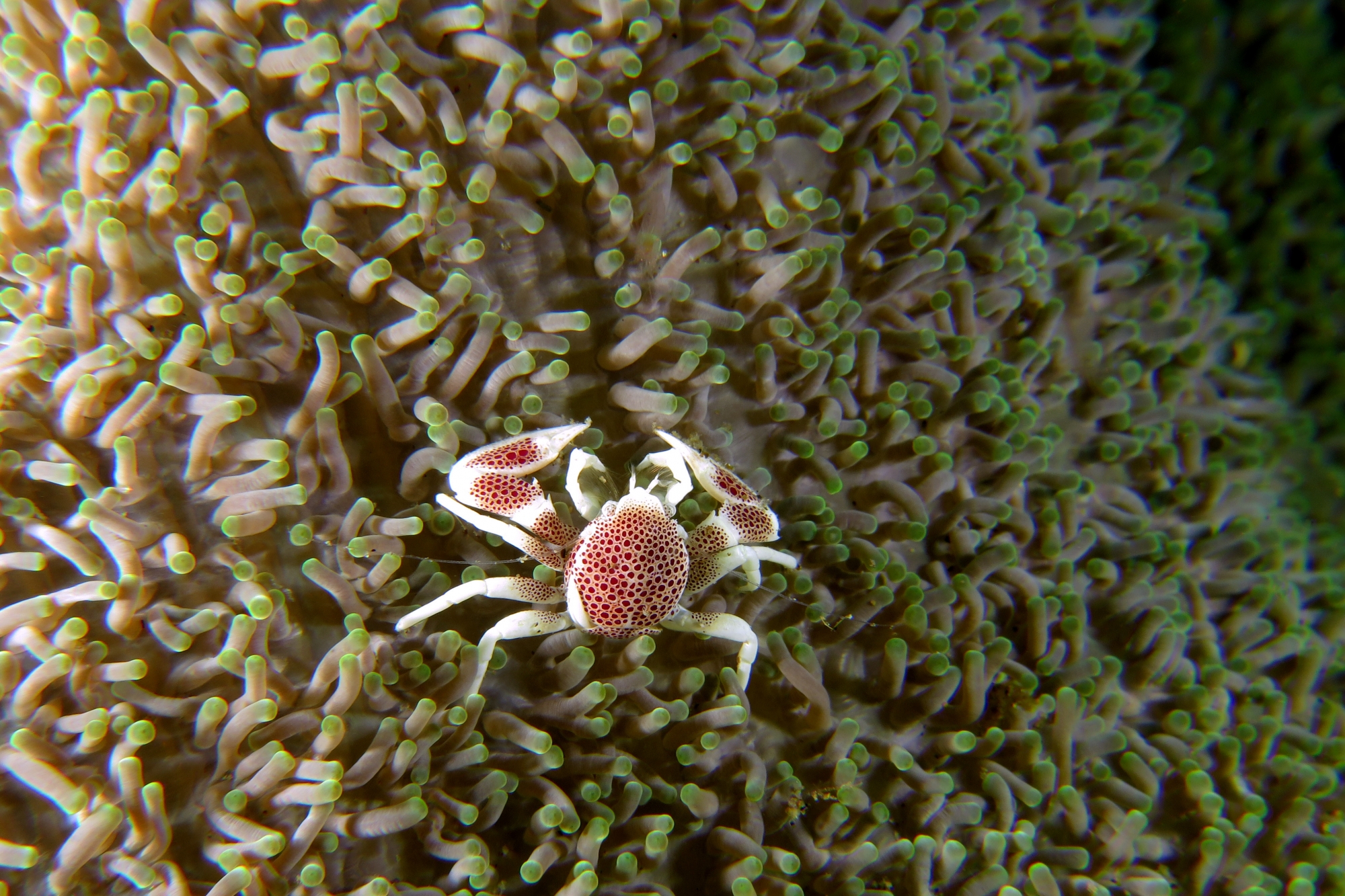 Neopetrolisthes maculatus, Stichodactyla mertensii