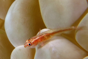 Pleurosicya micheli, Plerogyra sinuosa