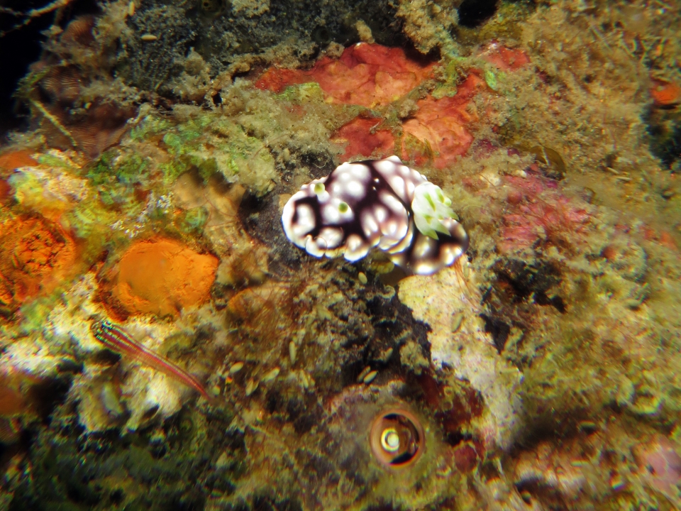 Goniobranchus geometricus