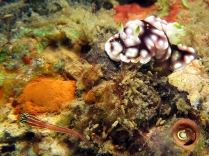 Goniobranchus geometricus, Helcogramma striata