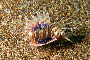 Parapterois heterura