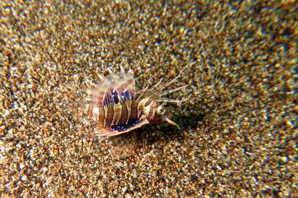 Parapterois heterura