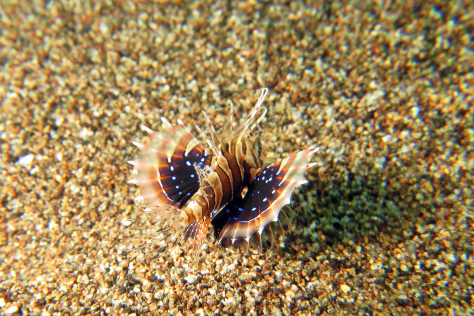 Parapterois heterura