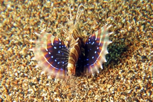 Parapterois heterura