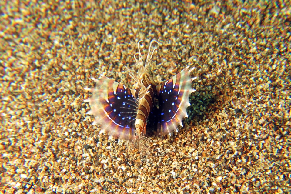 Parapterois heterura