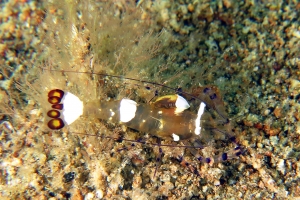 Periclimenes brevicarpalis