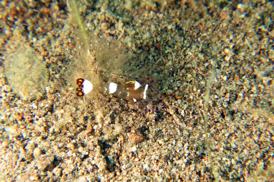 Periclimenes brevicarpalis