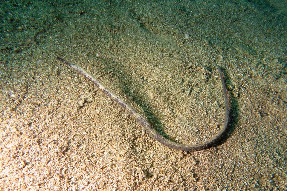 Trachyramphus bicoacrtatus