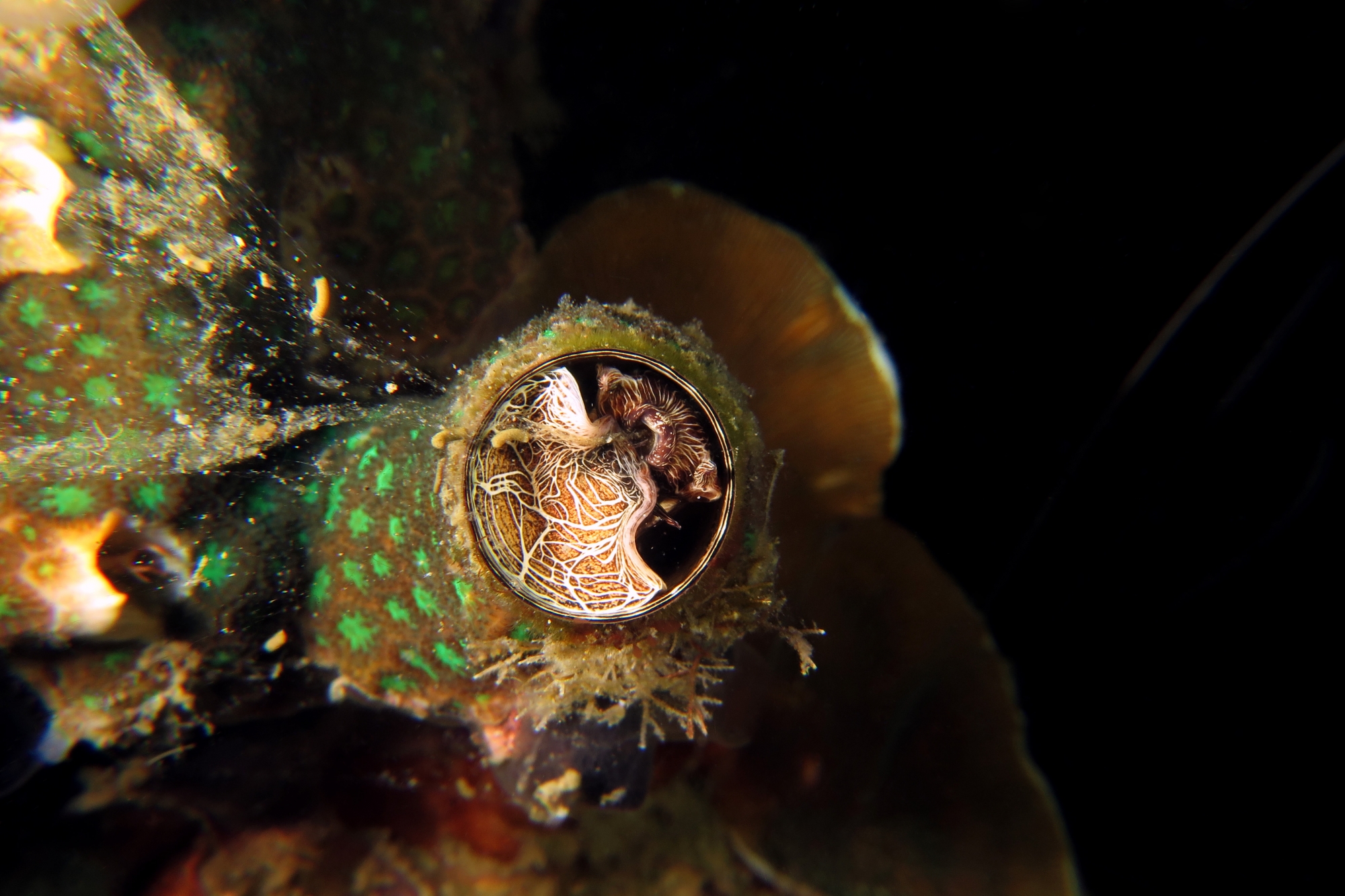 Thylacodes grandis