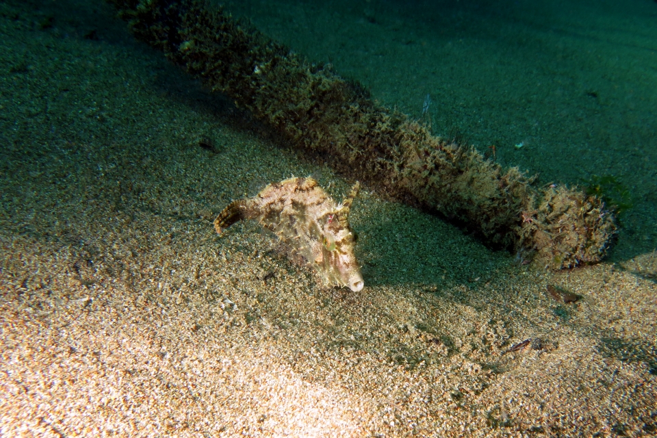 Acreichthys tomentosus
