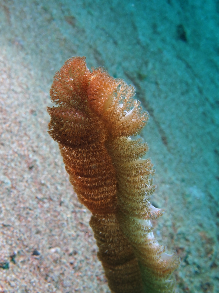 Virgularia sp.