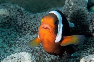 Amphiprion polymnus, Stichodactyla haddoni