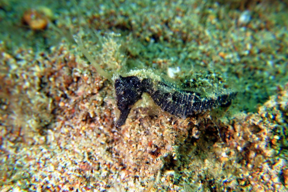 Hippocampus kuda