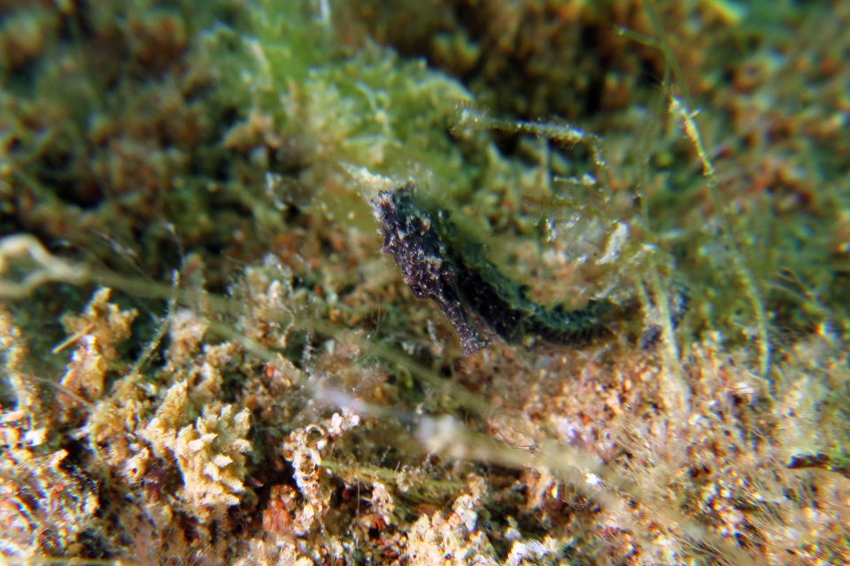 Hippocampus kuda