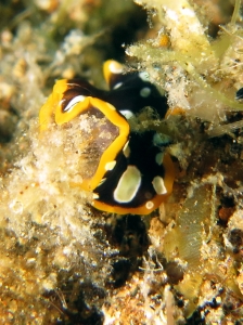 Pseudoceros scintillatus