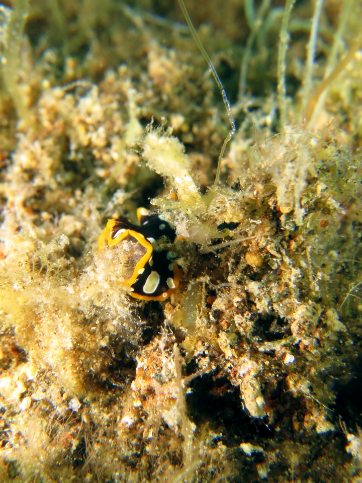 Pseudoceros scintillatus
