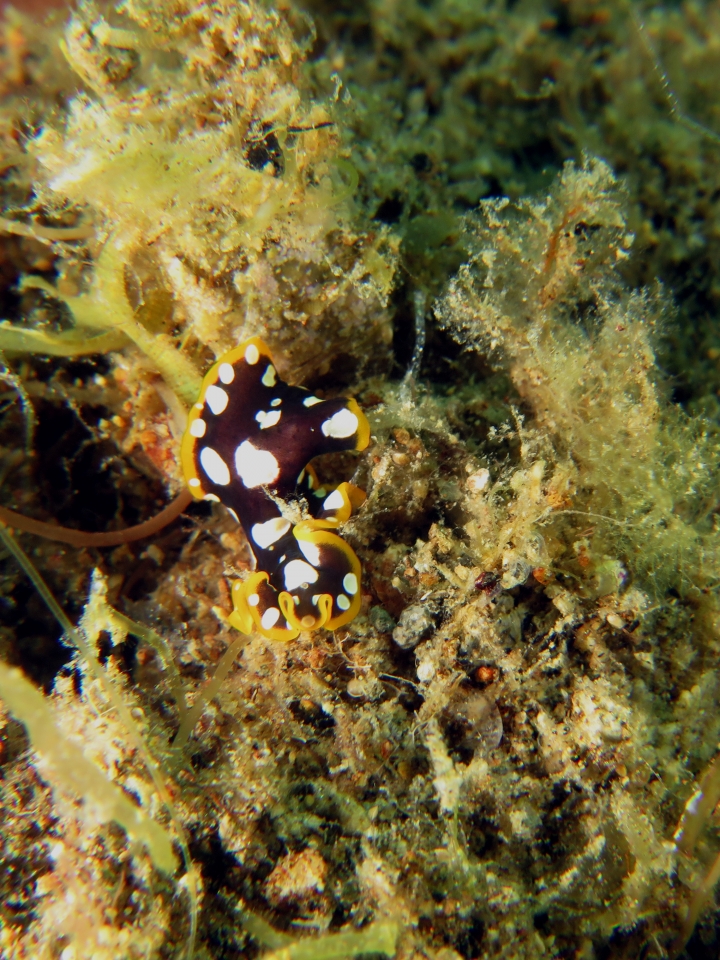 Pseudoceros scintillatus