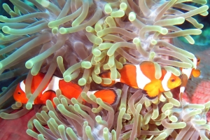 Amphiprion ocellaris, Heteractis magnifica