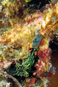 Nembrotha kubaryana