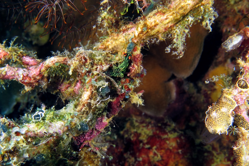 Nembrotha kubaryana