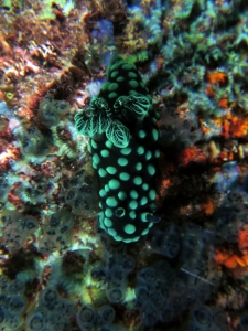 Nembrotha cristata