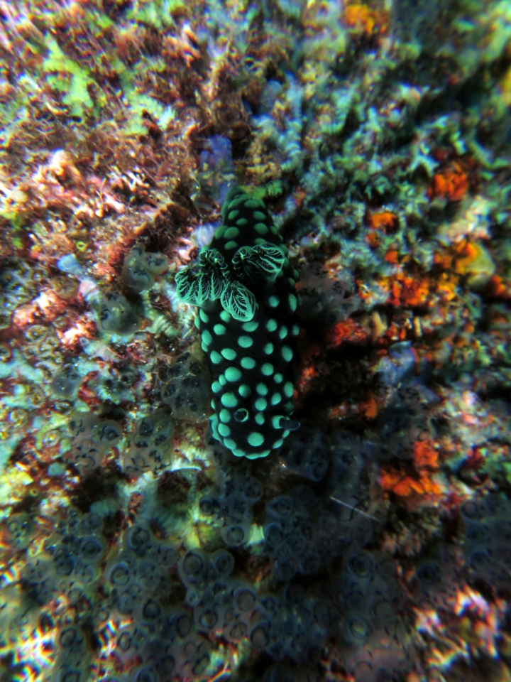 Nembrotha cristata