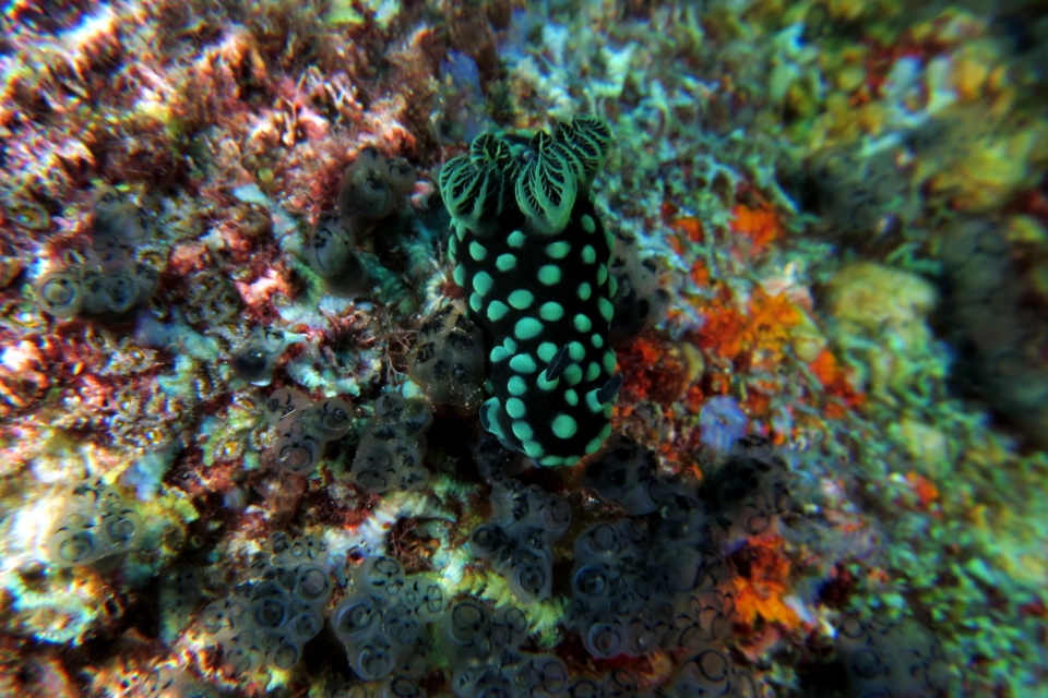 Nembrotha cristata