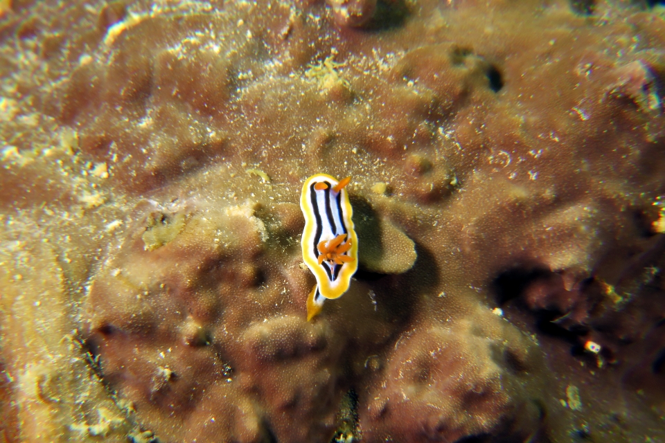 Chromodoris quadricolor