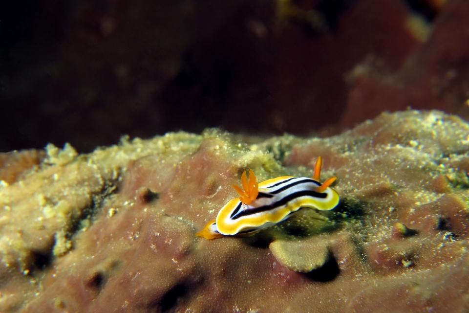 Chromodoris quadricolor