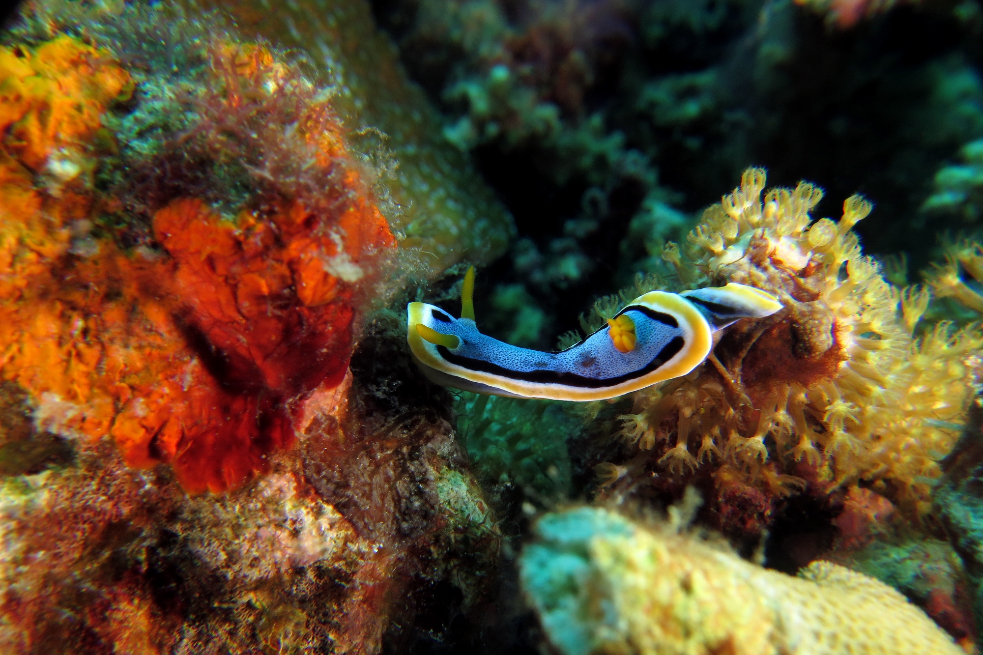 Chromodoris annae