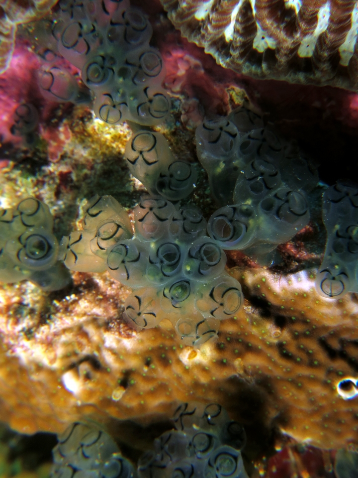 Sigillina signifera