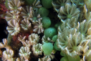 Xenia ou Heteroxenia, Caulerpa racemosa