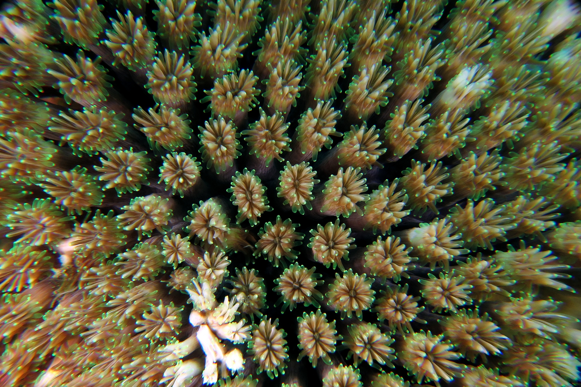 Galaxea fascicularis