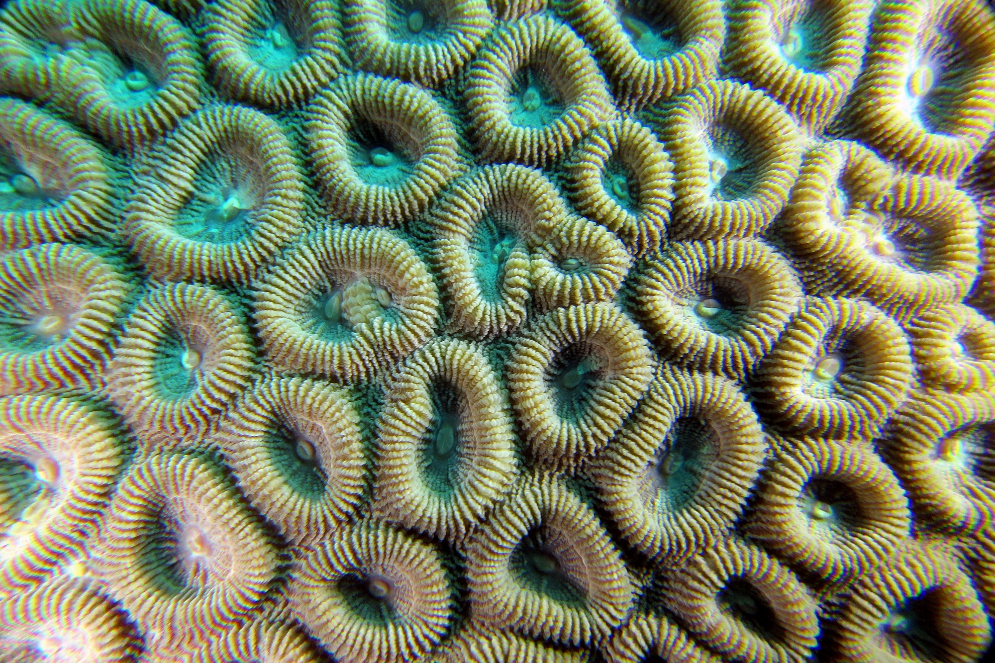 Favia sp.