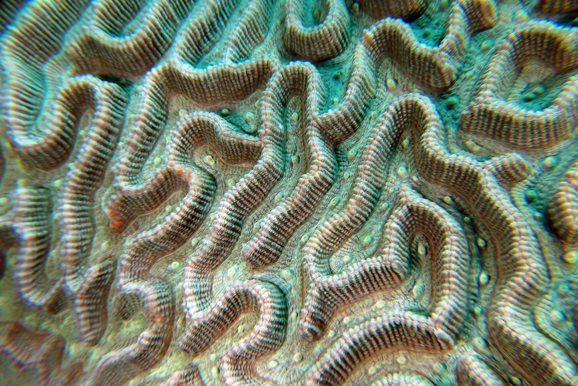 Platygyra daedalea