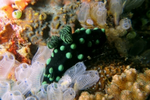 Nembrotha cristata, Clavelina moluccensis