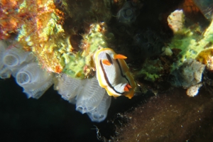 Chromodoris annae