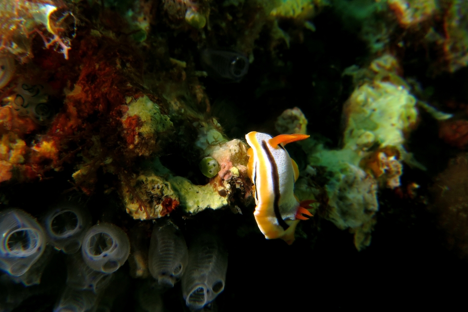 Chromodoris annae