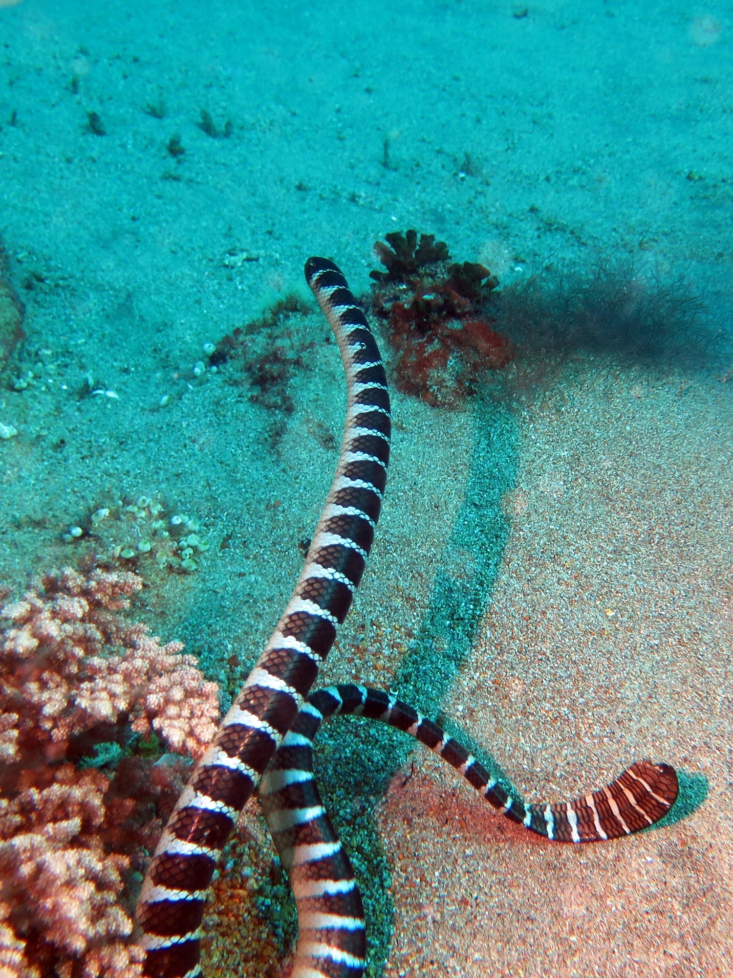 Laticauda semifasciata