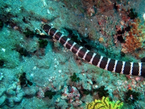 Laticauda semifasciata