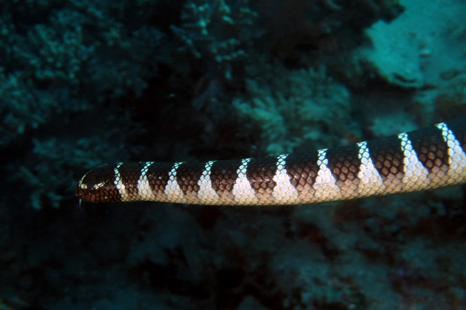 Laticauda semifasciata
