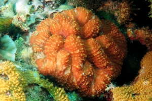 Lobophyllia sp. ou Symphyllia Agaricia